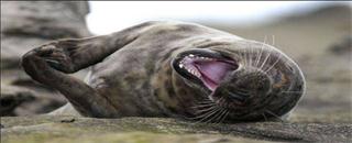 史上最冷又短的冷笑话集